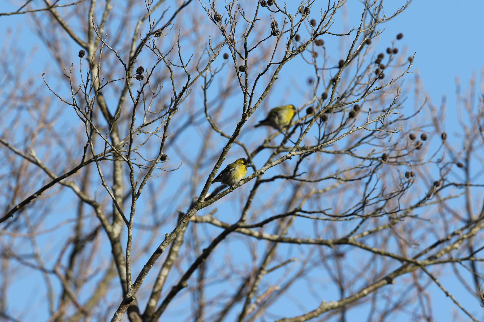 ウトナイ湖 マヒワの写真 by Trio