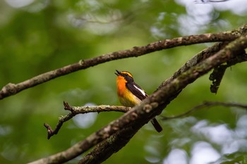 Narcissus Flycatcher Unknown Spots Mon, 6/23/2014