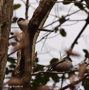 Long-tailed Tit 大阪府能勢町 Unknown Date