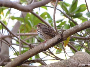 Olive-backed Pipit 大和民族公園(奈良県) Sun, 4/19/2020