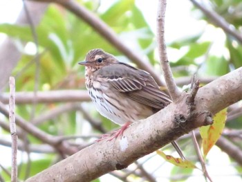 Olive-backed Pipit 大和民族公園(奈良県) Sun, 4/19/2020