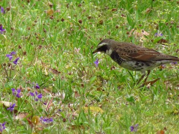 Dusky Thrush 大和民族公園(奈良県) Sun, 4/19/2020