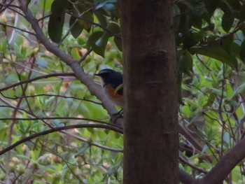 Red-flanked Bluetail 大和民族公園(奈良県) Sun, 4/19/2020