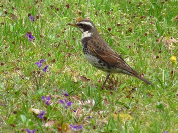 Dusky Thrush 大和民族公園(奈良県) Sun, 4/19/2020