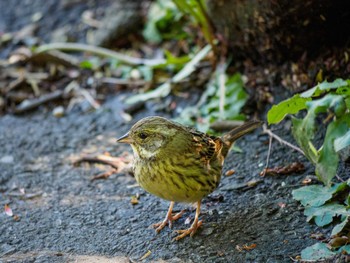 Masked Bunting Yatoyama Park Sun, 4/19/2020