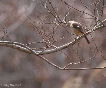 Daurian Redstart Unknown Spots Sun, 3/13/2016