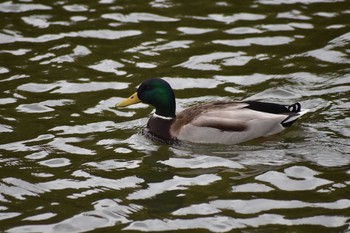 マガモ 明石公園 2020年4月19日(日)