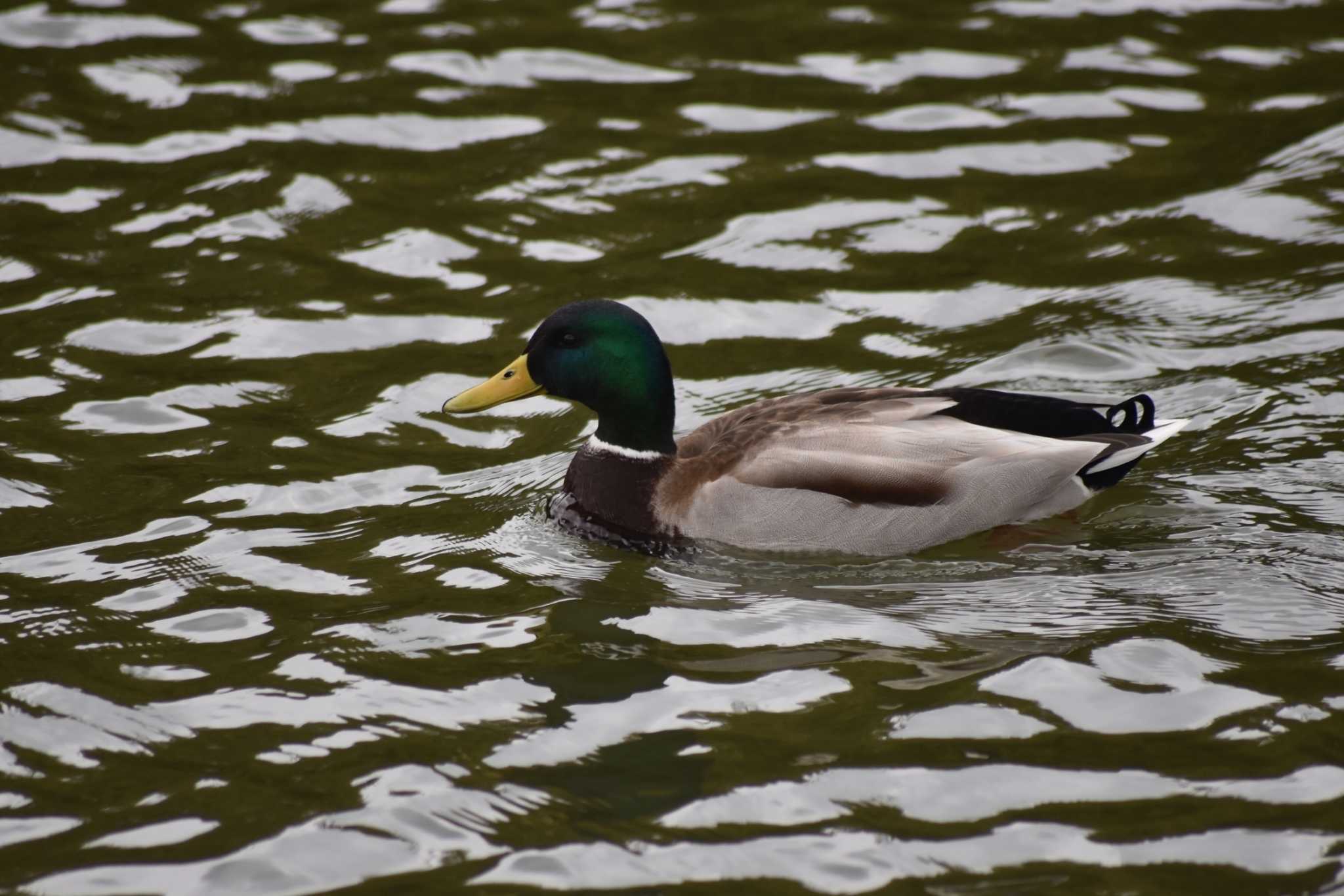 Mallard