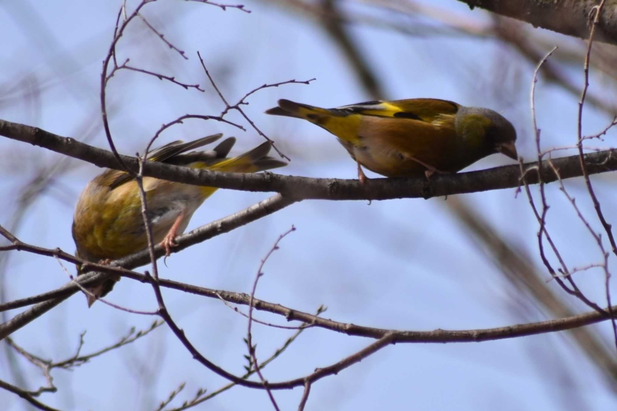 Grey-capped Greenfinch