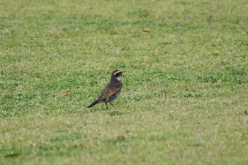 Dusky Thrush Akashi Park Sun, 4/19/2020