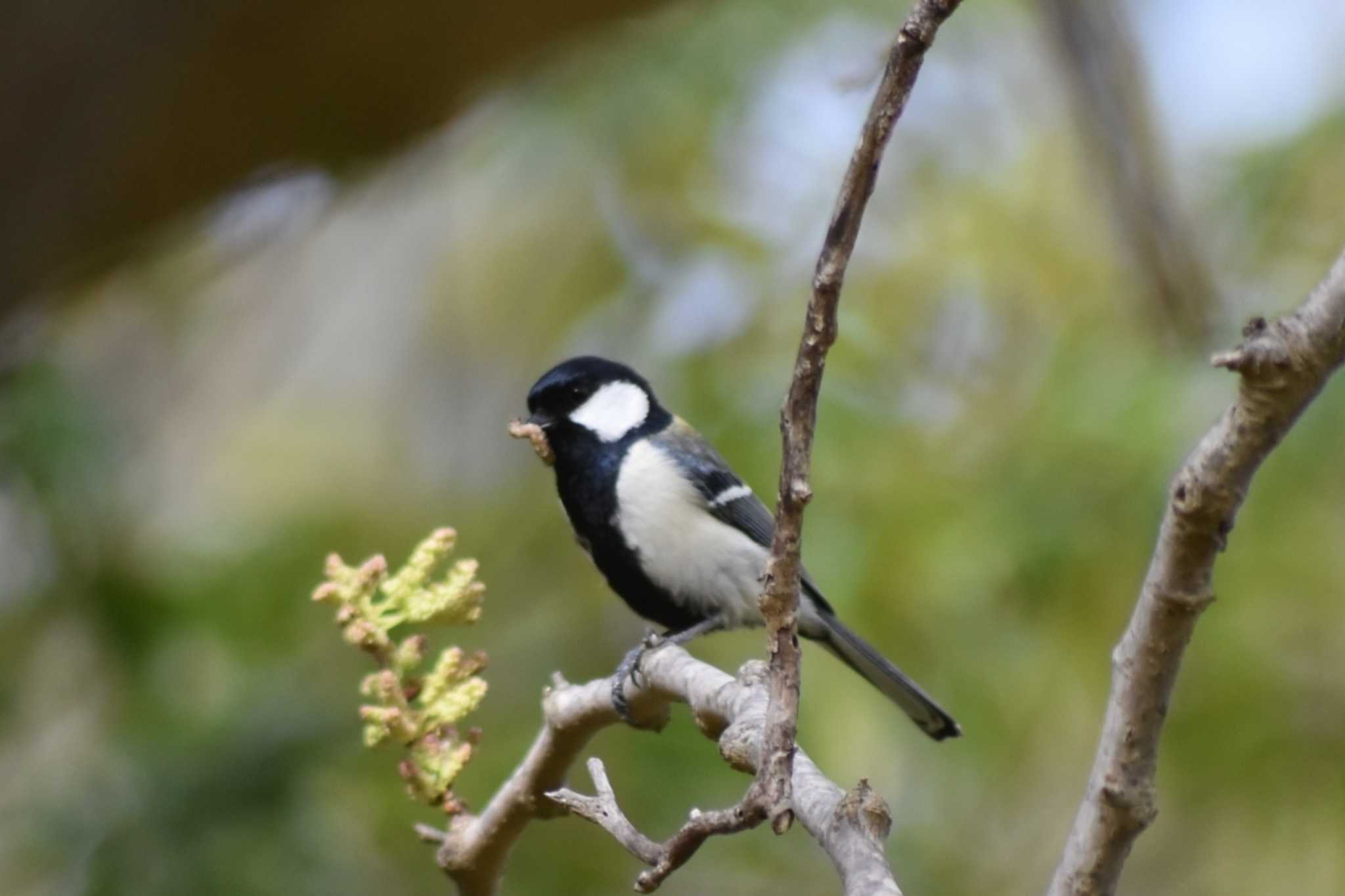 Japanese Tit