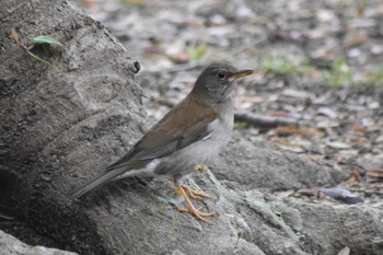 Pale Thrush Akashi Park Sun, 4/19/2020