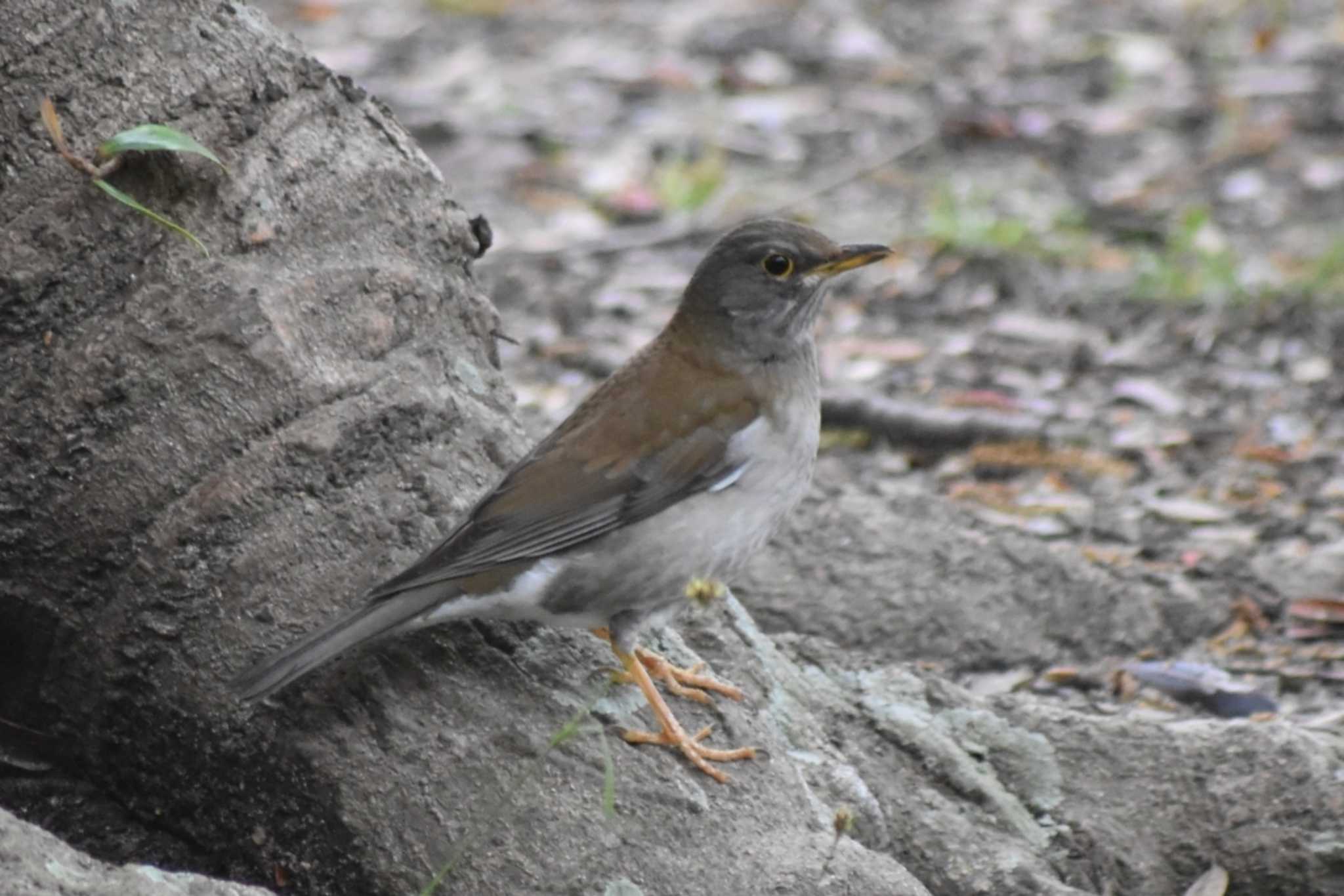 Pale Thrush