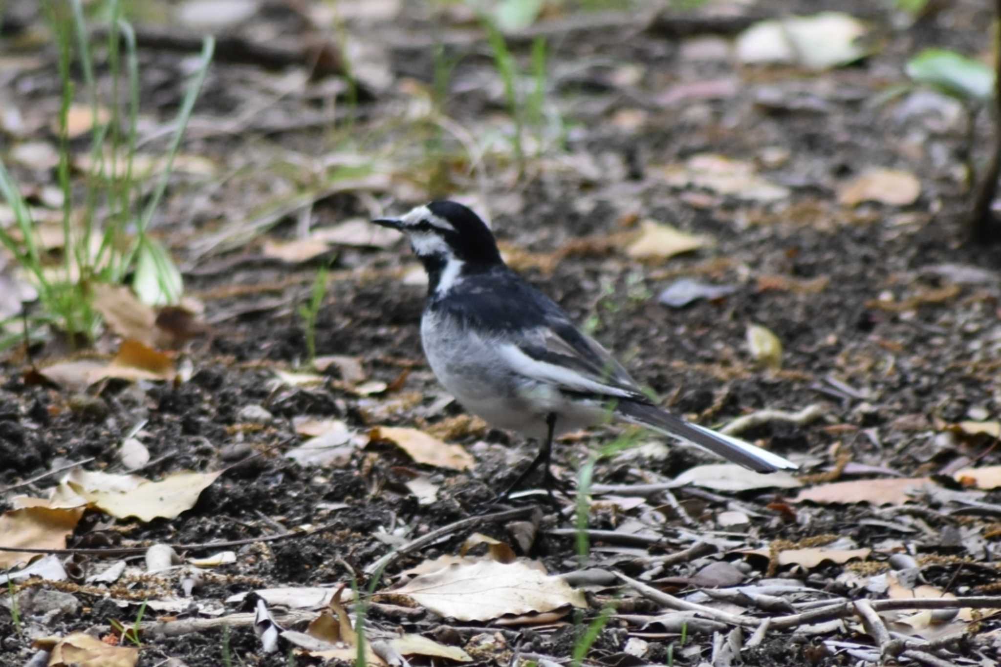 White Wagtail