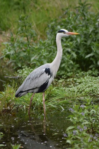 Grey Heron Akashi Park Sun, 4/19/2020