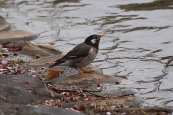 White-cheeked Starling Akashi Park Sun, 4/19/2020