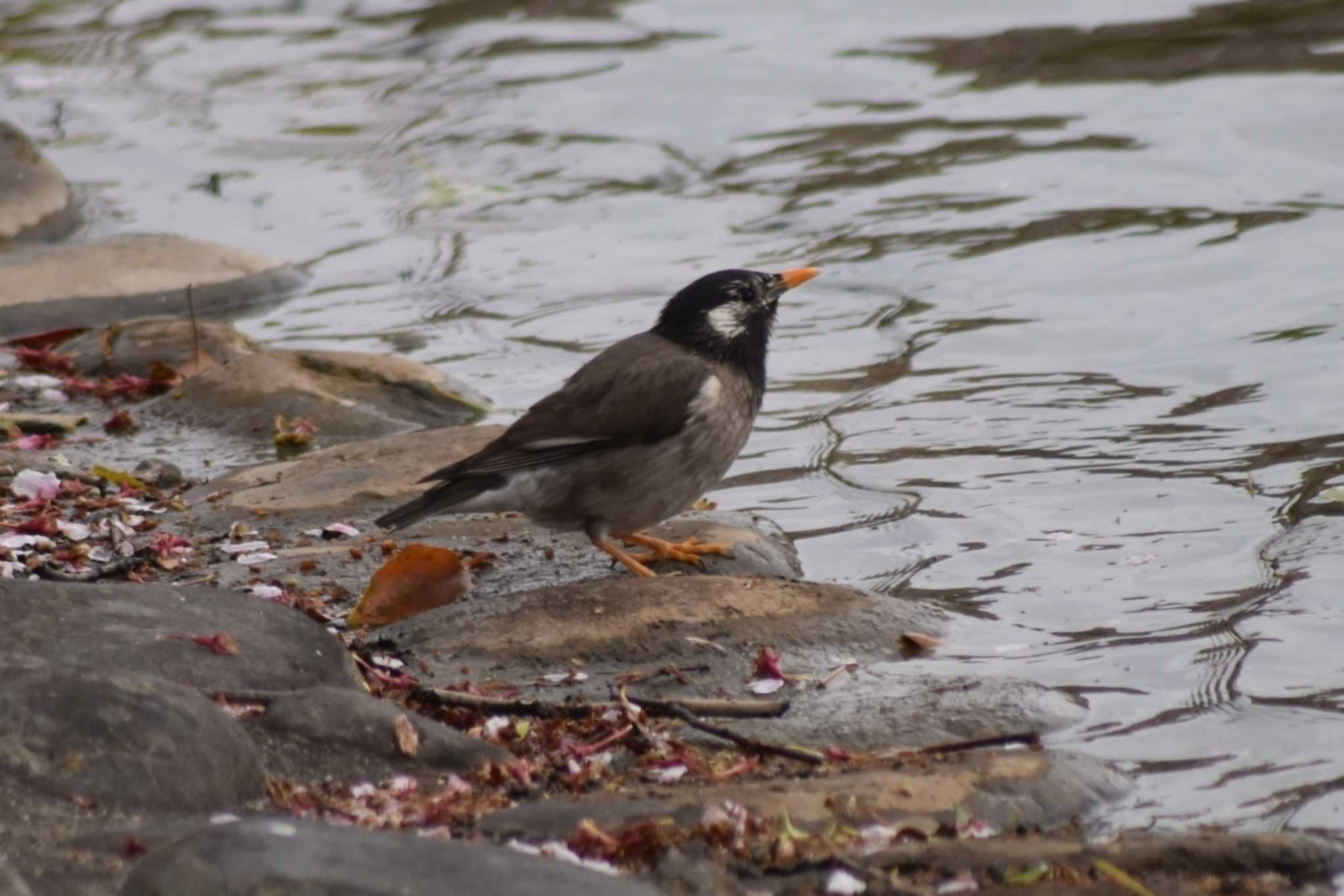 White-cheeked Starling