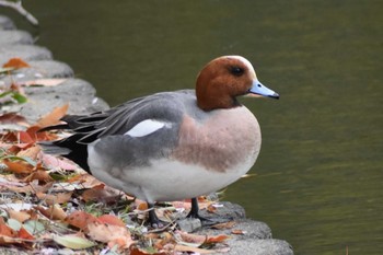 Eurasian Wigeon Akashi Park Sun, 4/19/2020