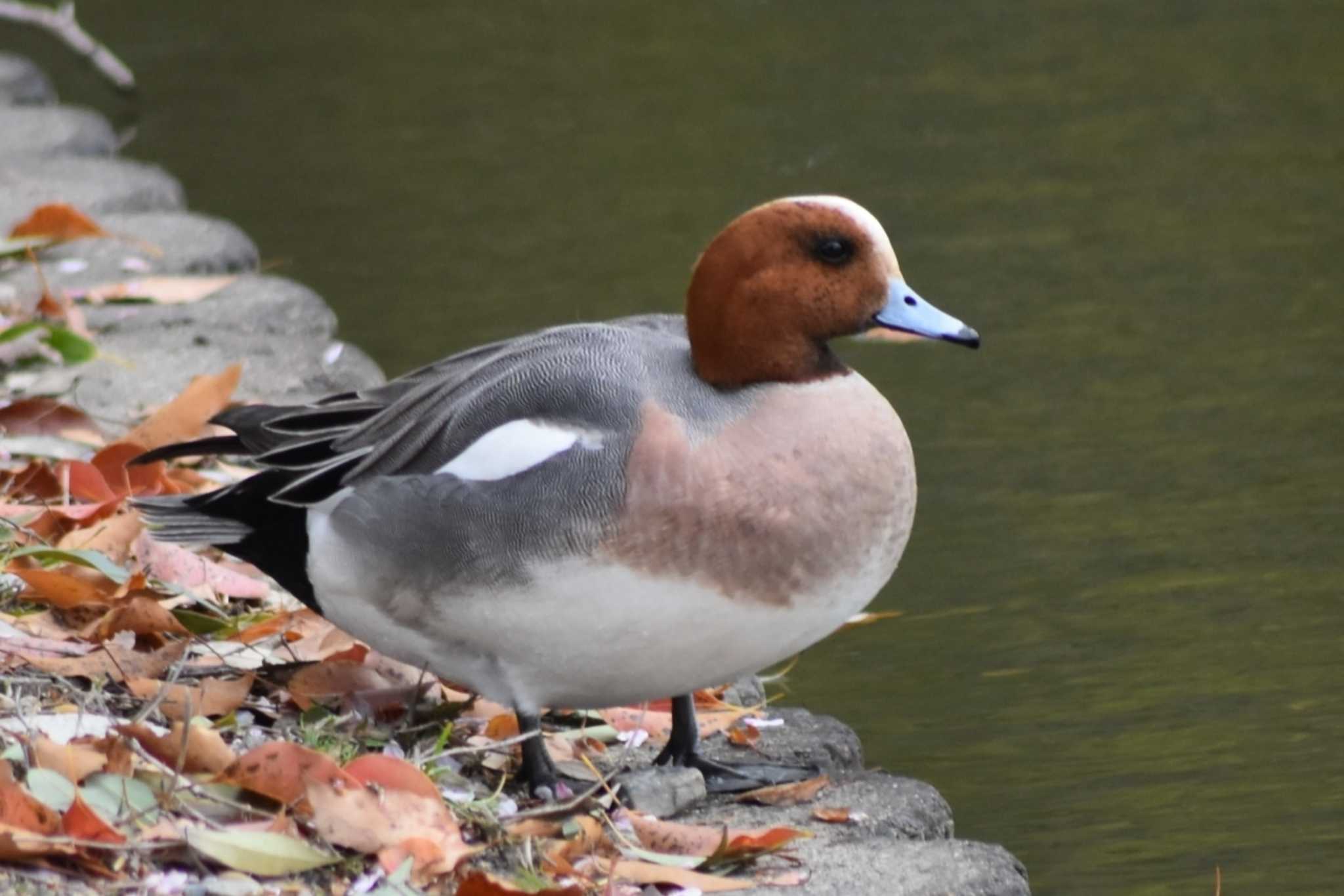 Eurasian Wigeon