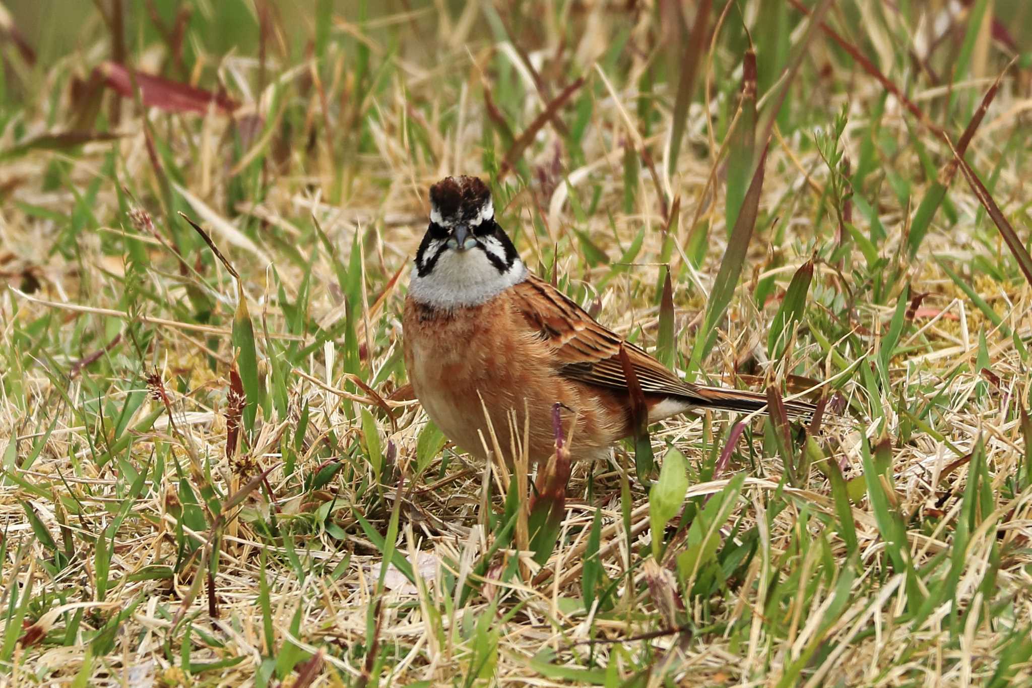 Photo of Meadow Bunting at 平谷川 by いわな