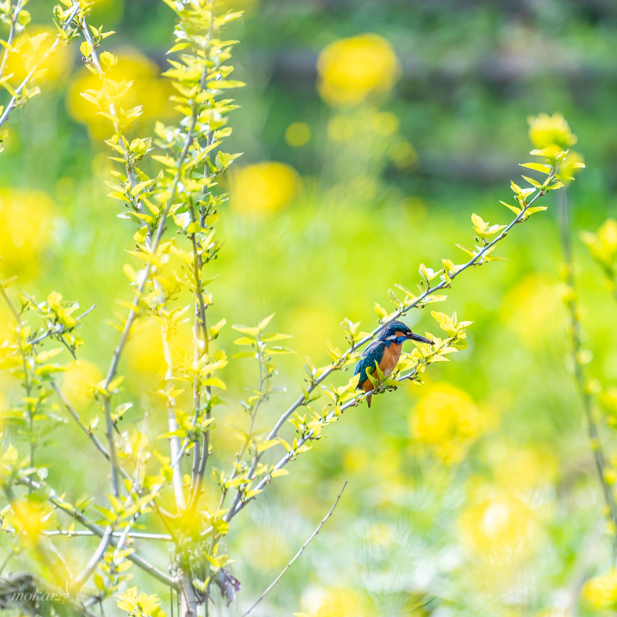 Untitled Photo by moka127 