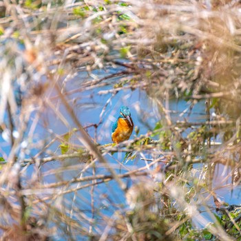 2020年4月16日(木) 野川の野鳥観察記録