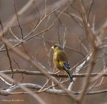 Grey-capped Greenfinch Unknown Spots Sun, 3/13/2016