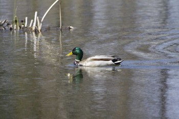 2020年4月19日(日) 百合が原公園の野鳥観察記録