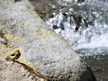 キセキレイ 栃木県民の森 2020年4月19日(日)