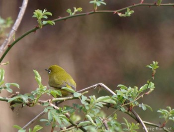 Warbling White-eye Unknown Spots Sun, 3/13/2016