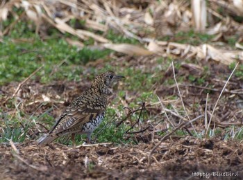 White's Thrush Unknown Spots Sat, 3/5/2016