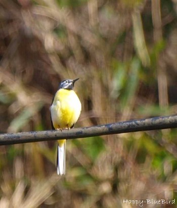 Grey Wagtail 大阪府能勢町 Unknown Date