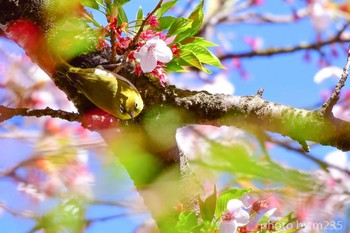 Warbling White-eye 北杜市 Sun, 4/19/2020