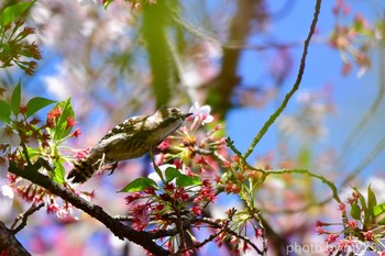 Japanese Pygmy Woodpecker 北杜市 Sun, 4/19/2020