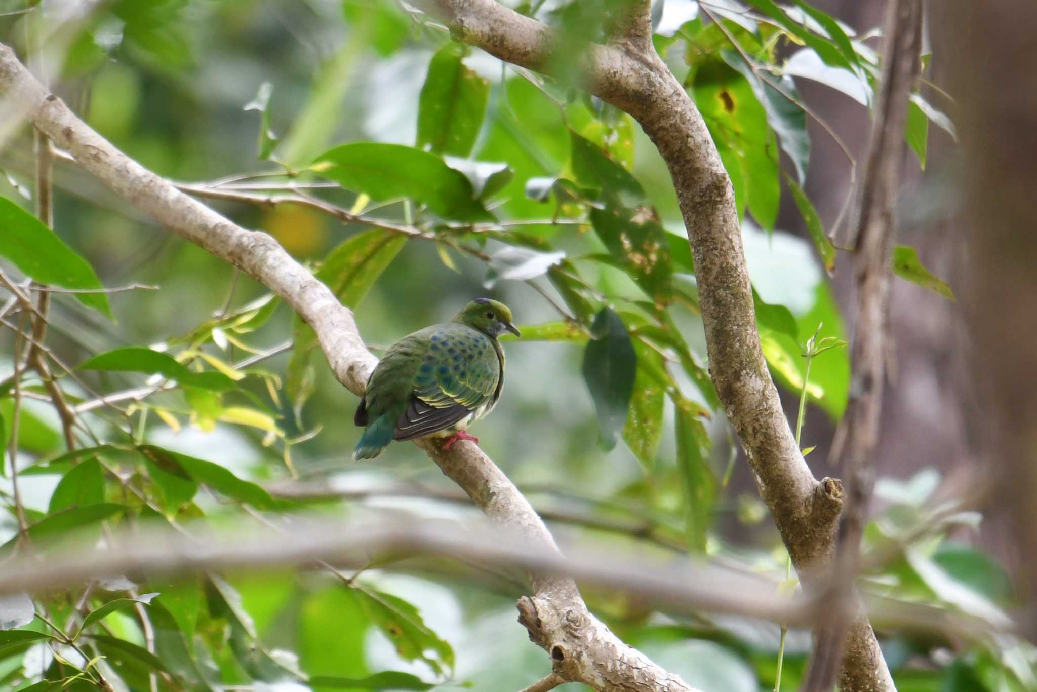 Photo of Superb Fruit Dove at Iron Range National Park by あひる