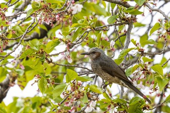 Brown-eared Bulbul 本願寺西山別院 Sun, 4/19/2020