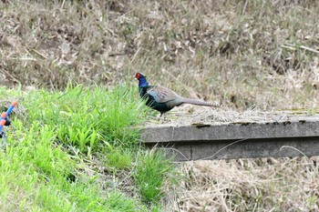 2020年4月19日(日) 青野ダムの野鳥観察記録