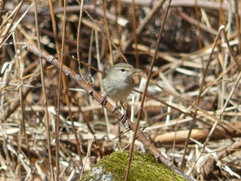 2020年4月19日(日) 北大研究林(北海道大学苫小牧研究林)の野鳥観察記録