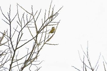 Eastern Crowned Warbler 青野ダム Sun, 4/19/2020