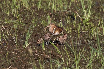 Greater Painted-snipe 平塚田んぼ Tue, 9/2/2014