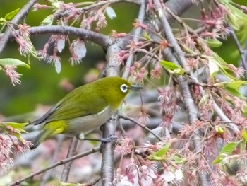 メジロ 野草園 2020年4月19日(日)