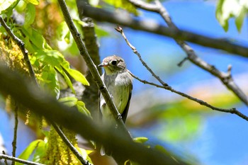 2020年4月19日(日) 水元公園の野鳥観察記録