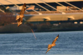 Black Kite 多摩川河口 Wed, 12/30/2015