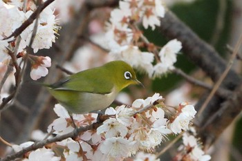 Warbling White-eye 京都市西京区 Mon, 3/9/2020