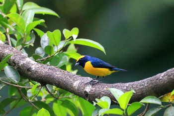 2019年9月25日(水) Pierella Ecological Garden(Costa Rica)の野鳥観察記録