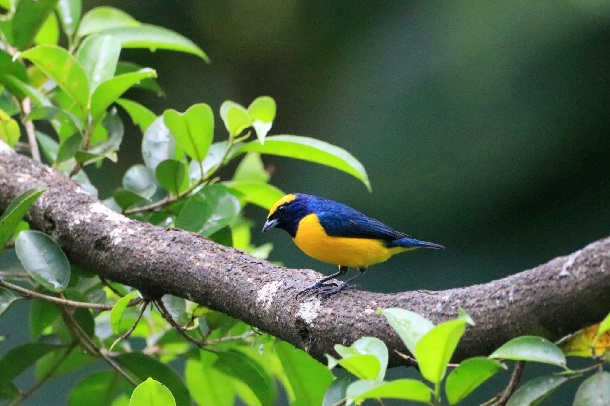 Photo of Yellow-crowned Euphonia at Pierella Ecological Garden(Costa Rica) by とみやん