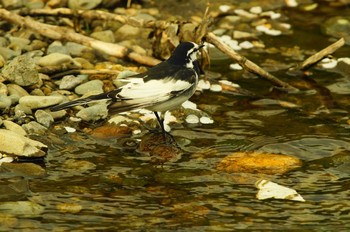 White Wagtail Nogawa Sun, 4/5/2020