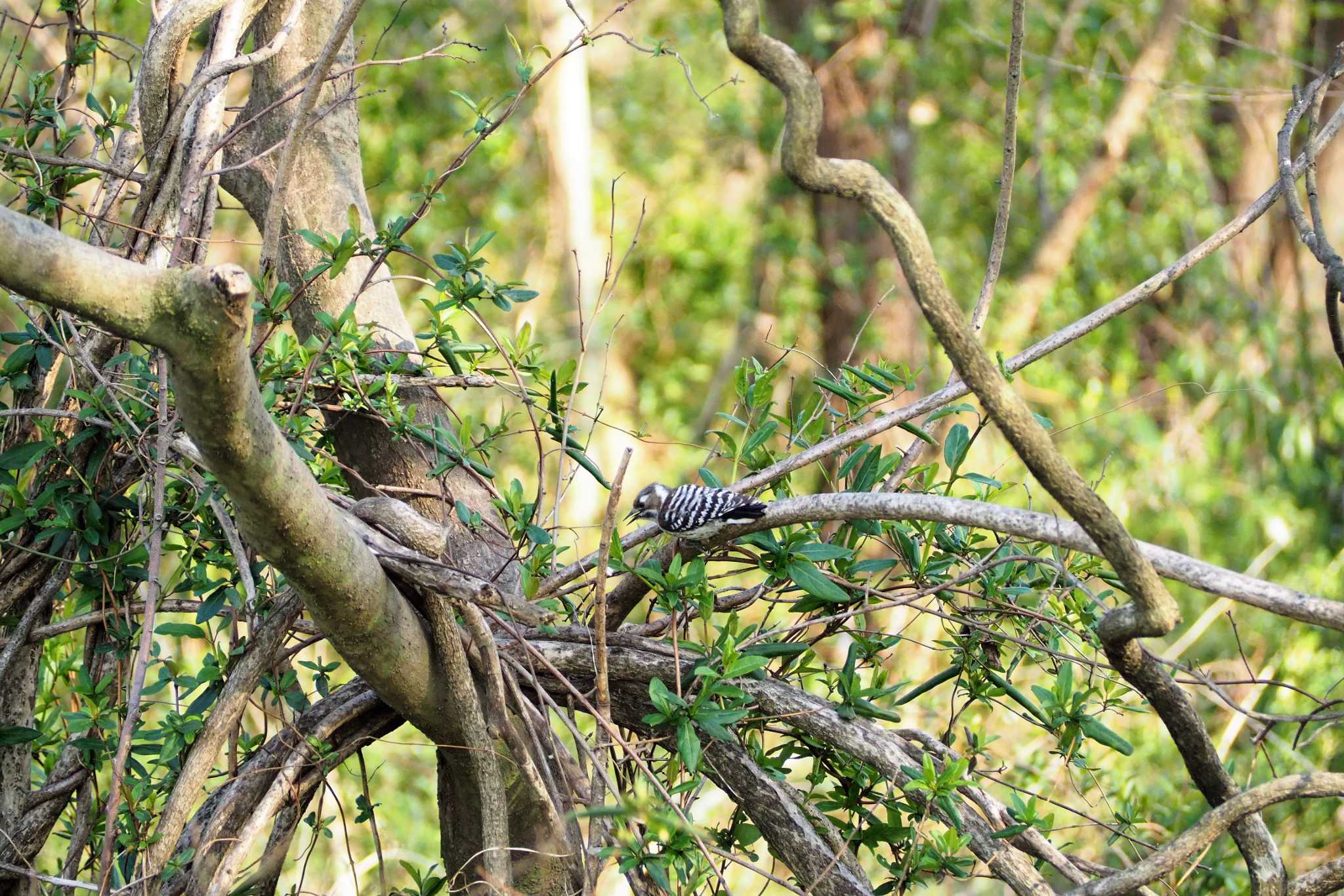 Photo of Japanese Pygmy Woodpecker at 大沼親水公園 by kame