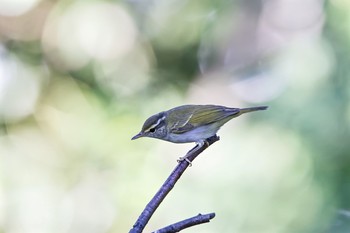 Eastern Crowned Warbler 権現山(弘法山公園) Sun, 9/21/2014