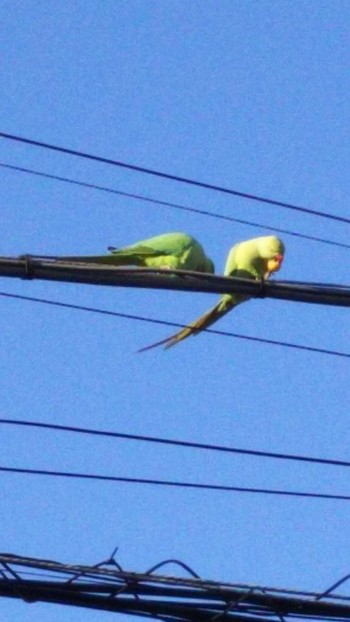 ワカケホンセイインコ 東京都世田谷区 2020年2月23日(日)